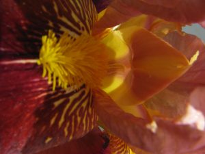 Blume